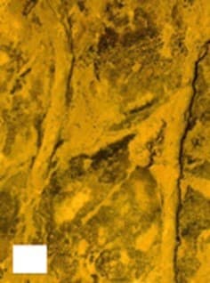 FOSSIL 9: ICHNOFOSSIL