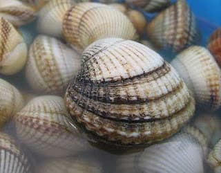 FOSSIL 2: PELECYPODA