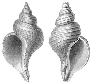 FOSSIL 3: GASTROPODA