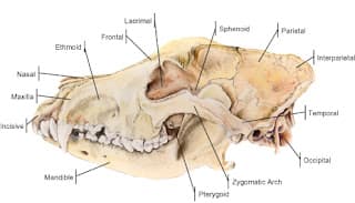 FOSSIL 10: VERTEBRATE